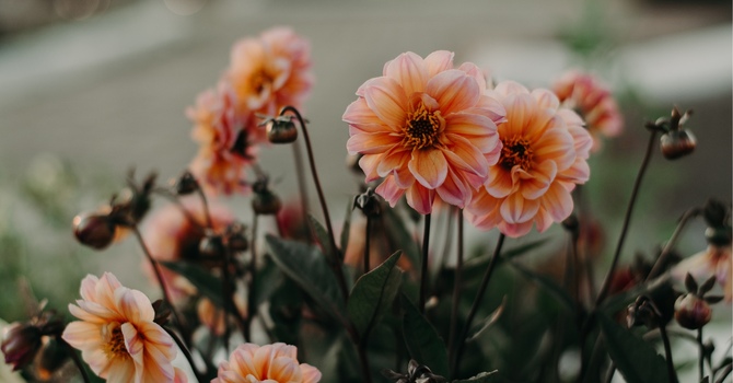 Psychology / Mental Health